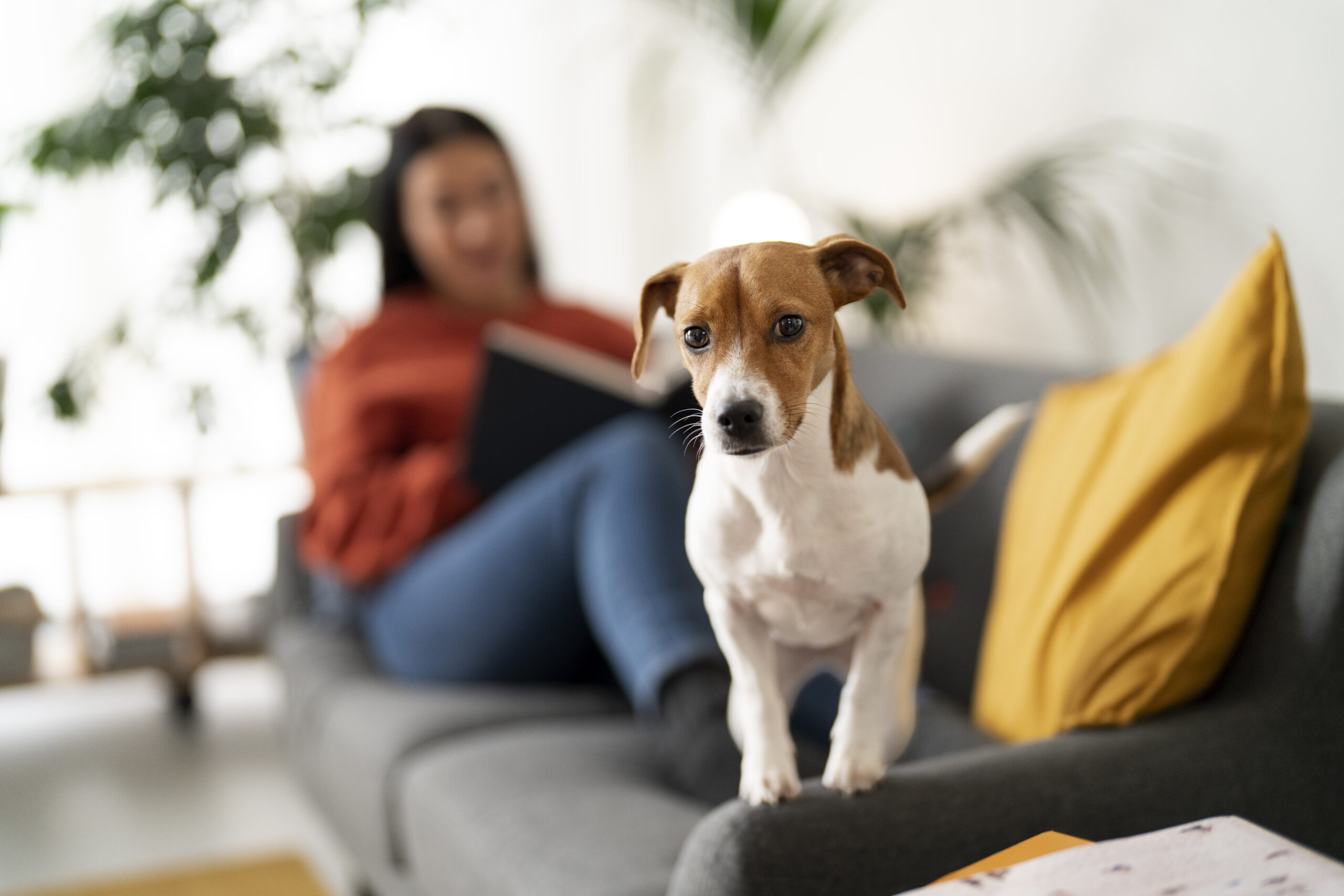 2023 – Melhores tecidos para estofados para quem tem pet